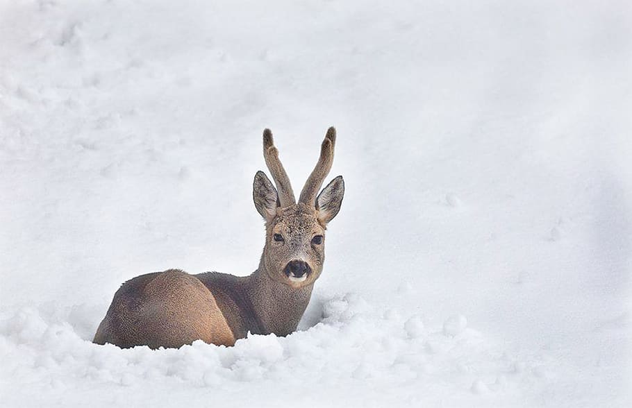 snow, winter, nature, cold, animal, animal themes, animal wildlife HD wallpaper