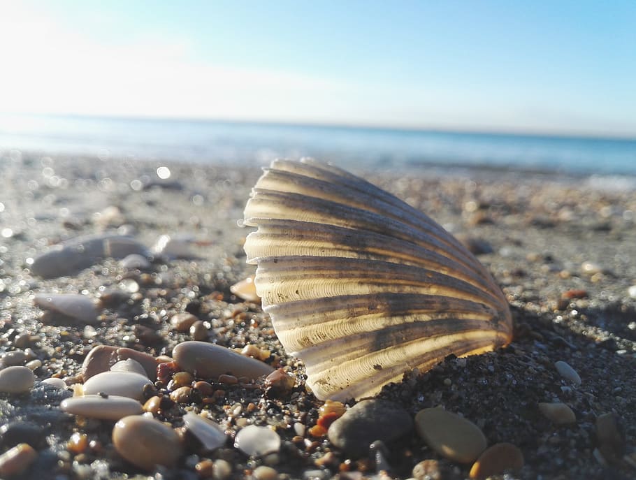 shell, beach, sea, sassi, shells, sky, water, sunset, fish HD wallpaper