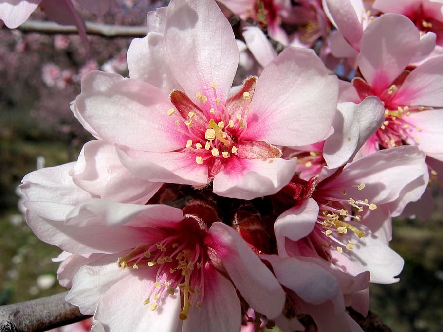 Flowers, Almond Tree, Vegetable, nature, spring, pink color HD wallpaper