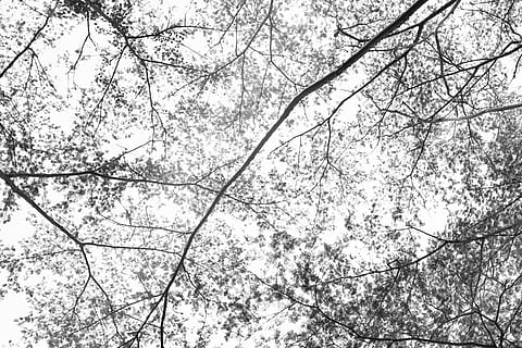 forest, leaves, branches, tree, shadow, low angle view, plant HD wallpaper