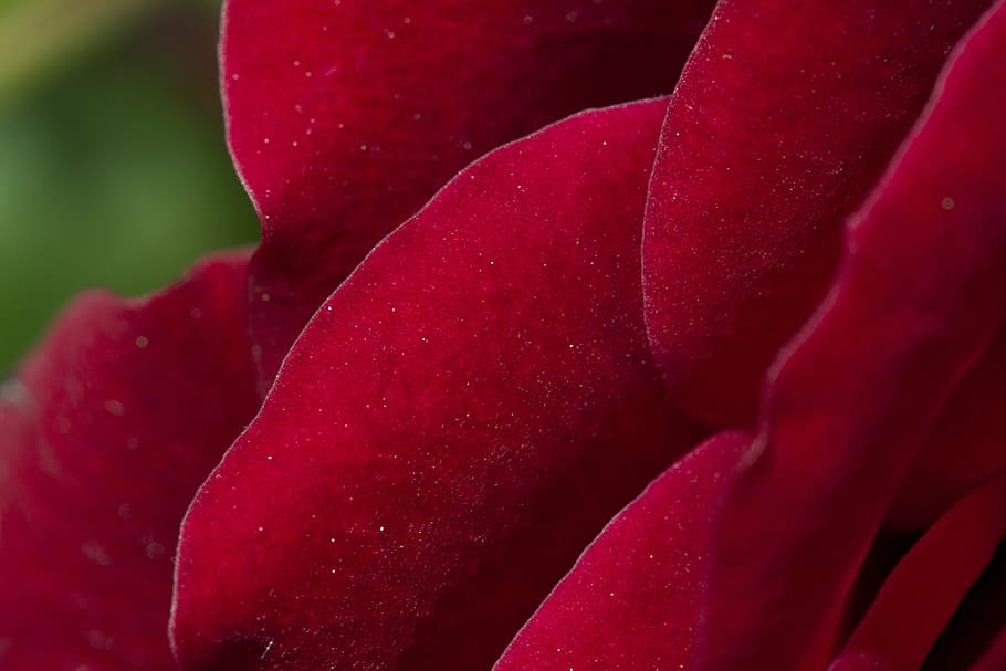 rose, red, red roses, flower, blossom, bloom, macro, close HD wallpaper
