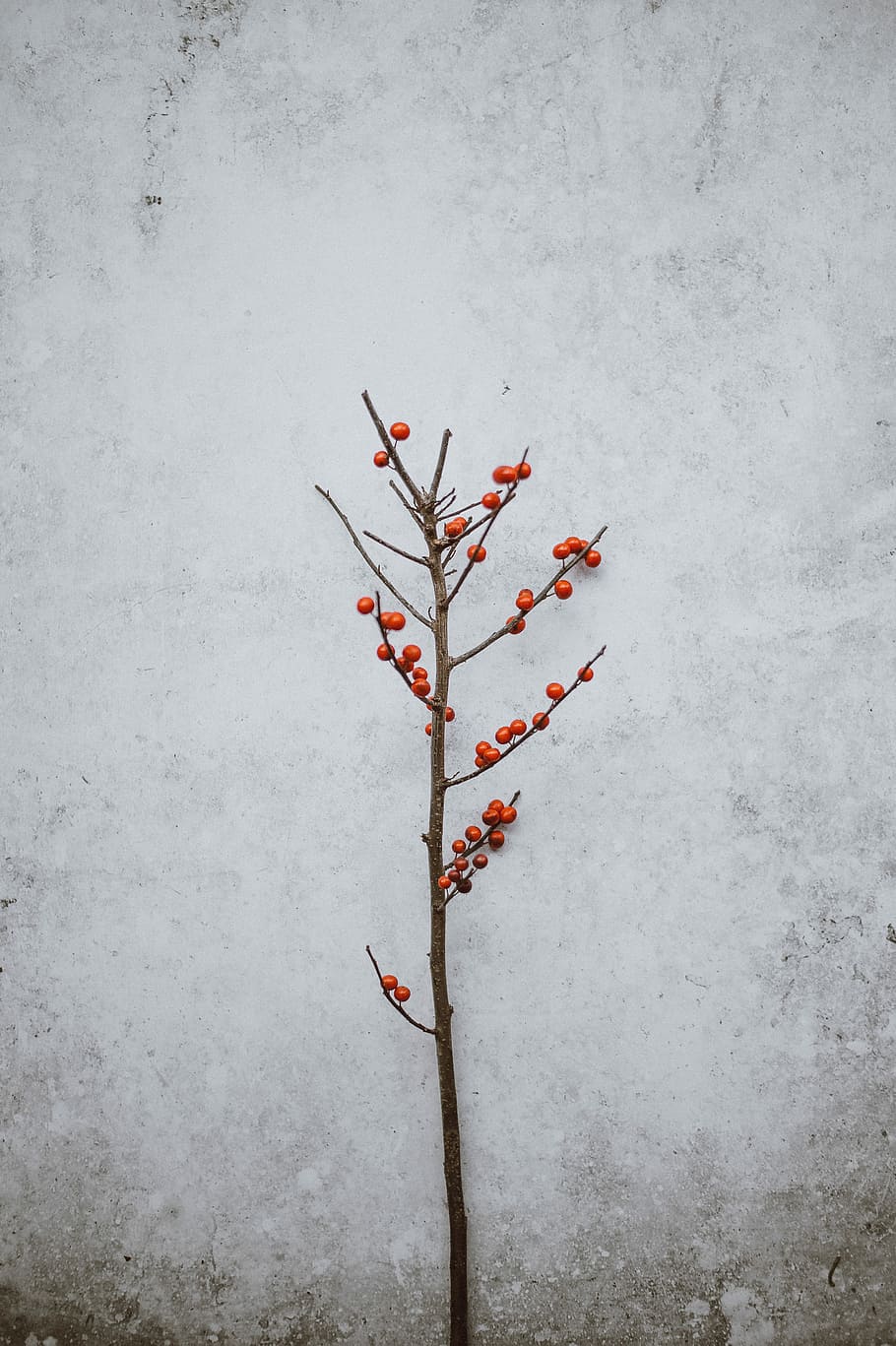 Festive berries, cherry on branches, berry, red, no people, wall - building feature HD wallpaper