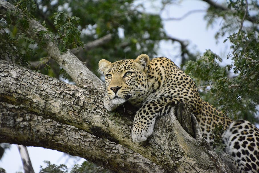 black and yellow leopard on tree, kenya, africa, safari, animal HD wallpaper