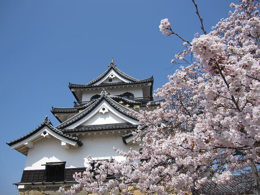 Cherry Blossom, Japan, Spring, tree, flower, day, sky, building exterior HD wallpaper
