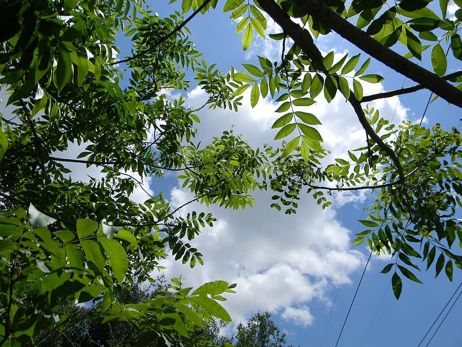 Green, Sky, Cloud, up, nature, tree, leaf, outdoors, summer HD wallpaper