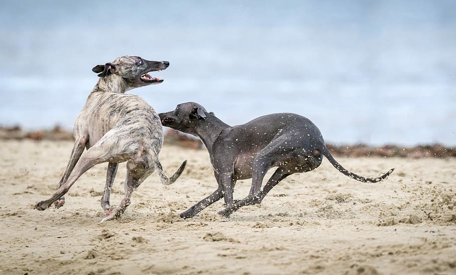 black and gray dog on brown sands, two dogs playing on sand, beach
