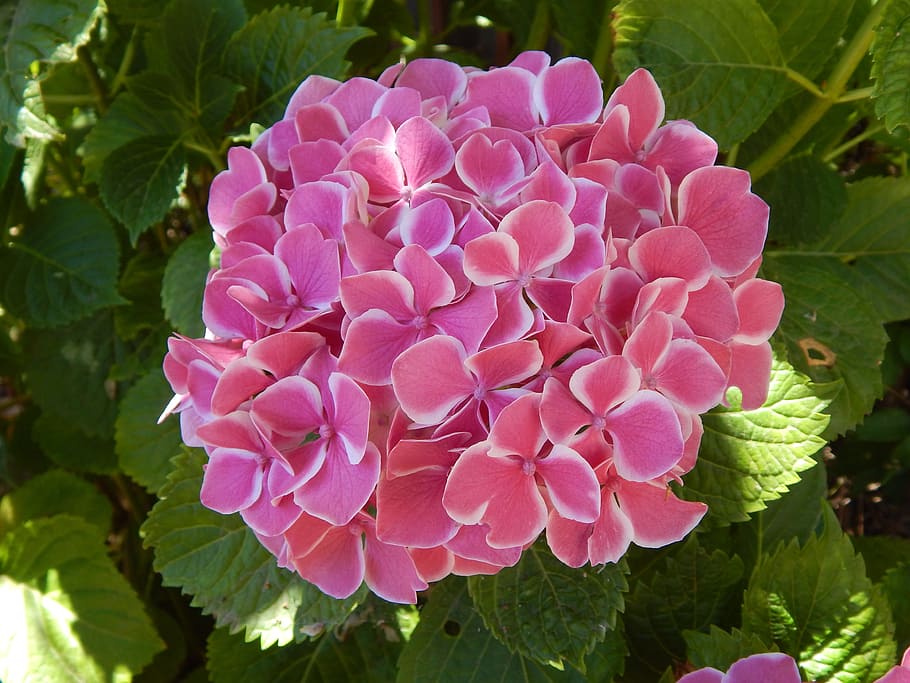 hydrangea, pink, white, flower, nature, garden, flora, plant HD wallpaper