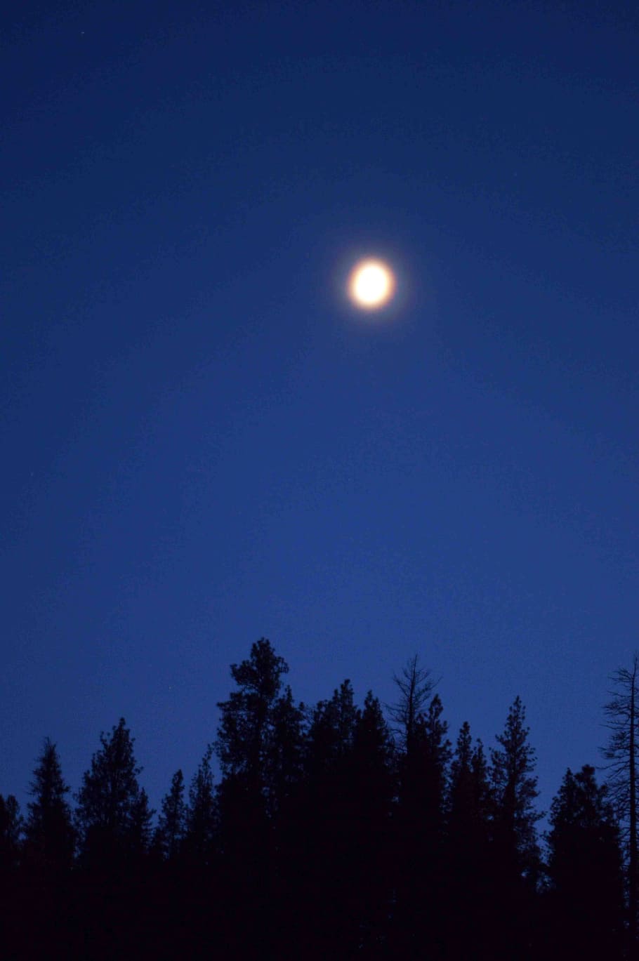 Moon, Landscape, Tree, Night, Sky, Sky, Blue, evening, nature HD wallpaper