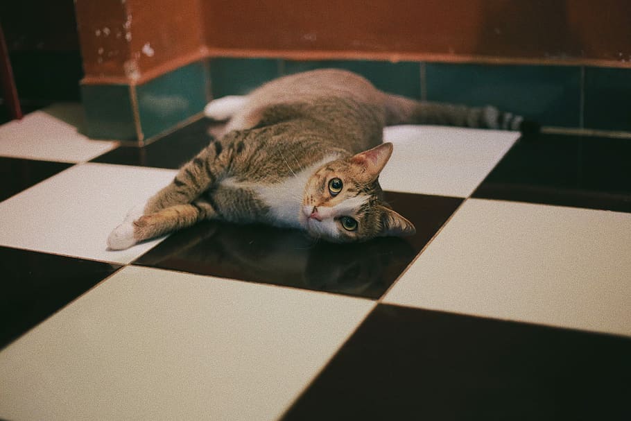 gray tabby cat lying on floor, silver tabby cat lying on floor beside brown wall HD wallpaper