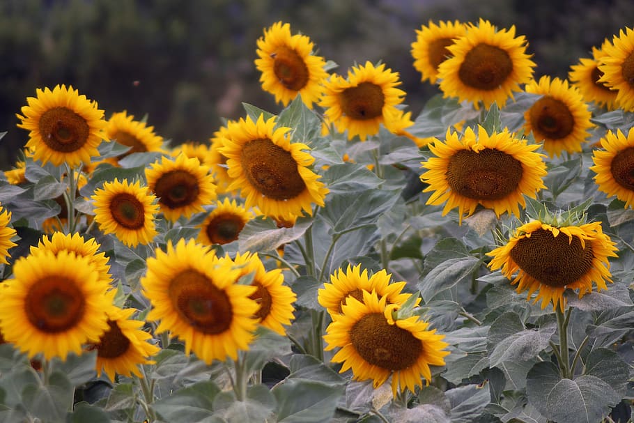 Nature, Sunflower, Yellow, Fields, agriculture, green, sunshine HD wallpaper