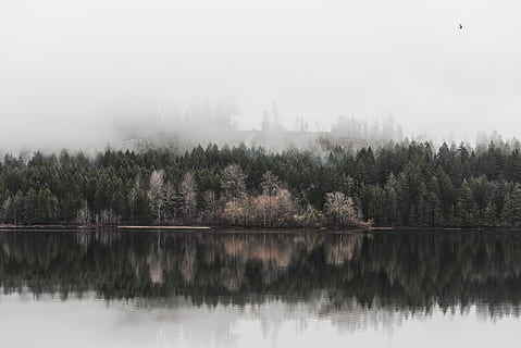 mirror water and trees, lake, reflection, reflection on water HD wallpaper