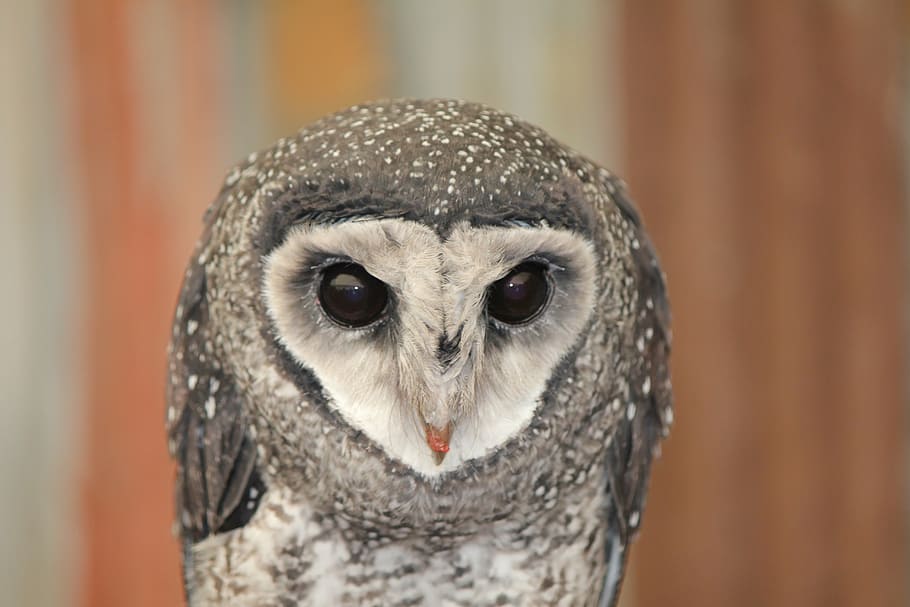selective focus photography of grey barn owl, australian owl, HD wallpaper