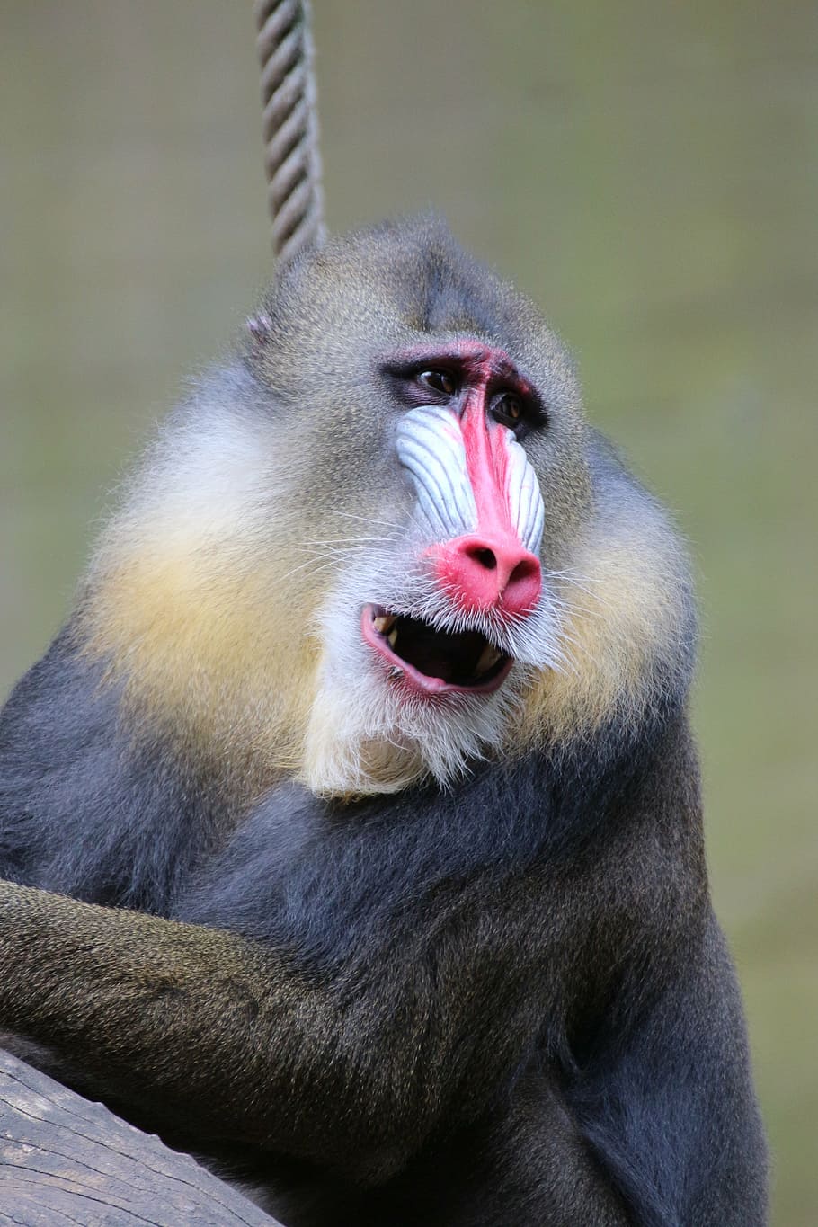 mandrill, zoo, animal, monkey, primate, animal wildlife, mammal HD wallpaper
