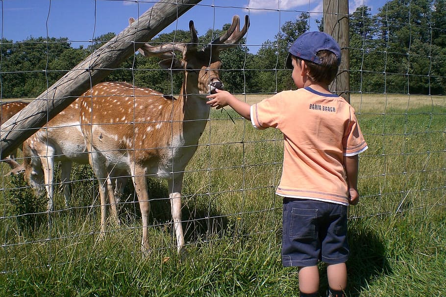 boy, roe deer, feed, child, animal, nutrition, cute, zoo, summer HD wallpaper