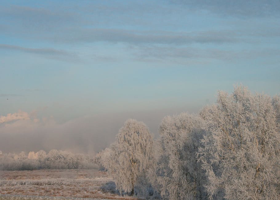 white trees on field under blue sky at daytime landscape photography HD wallpaper