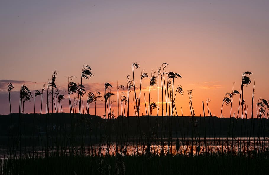 silhouette of plants, sunset, lake, natural, sky, view, water edge HD wallpaper