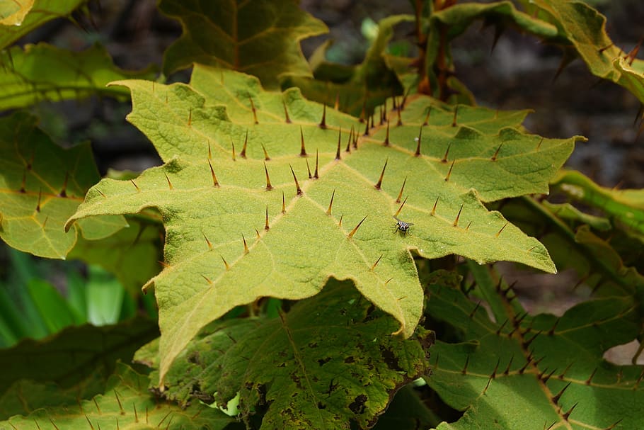 leaf, thorns, nature, spice, wild, niddles, points, dangerous HD wallpaper