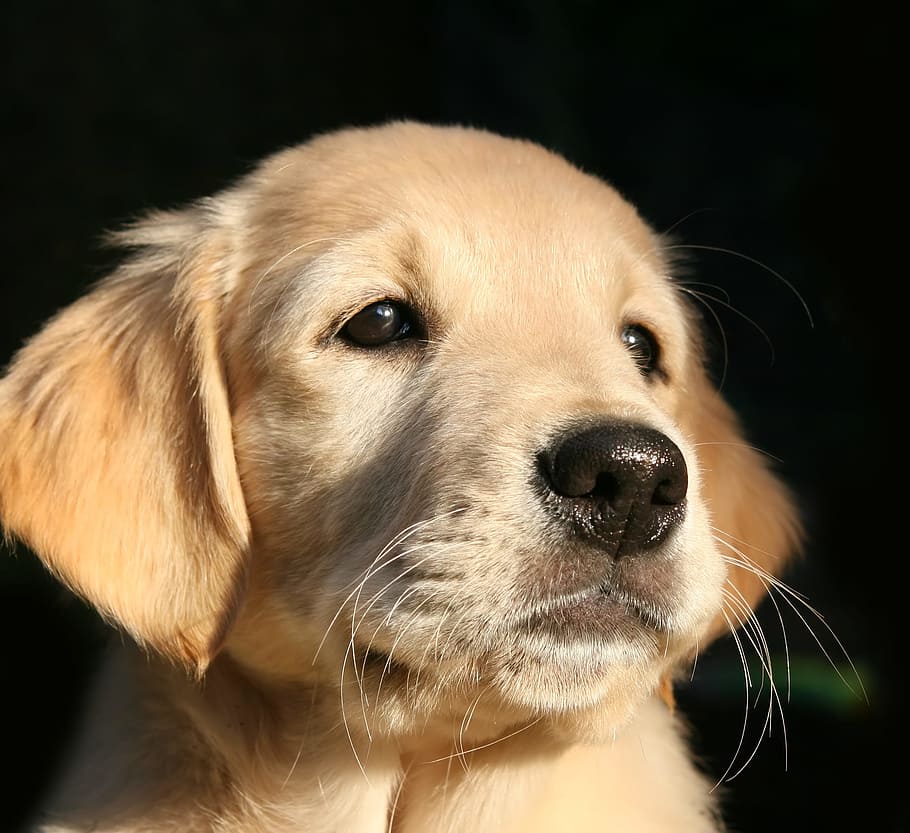 light golden retriever puppy, dog, dog head, hundeportrait, black background, HD wallpaper