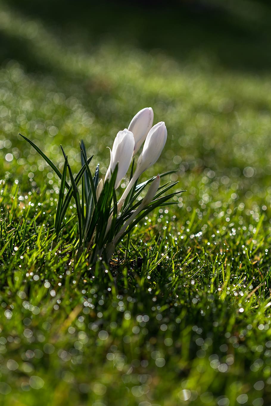crocus, flower, spring, spring flower, blossom, bloom, white HD wallpaper