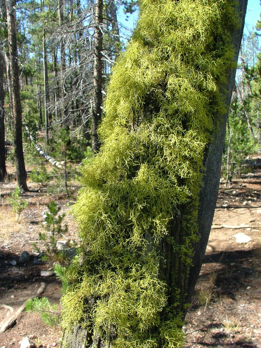 moss, lichen, tree, forest, plant, growth, tree trunk, land HD wallpaper