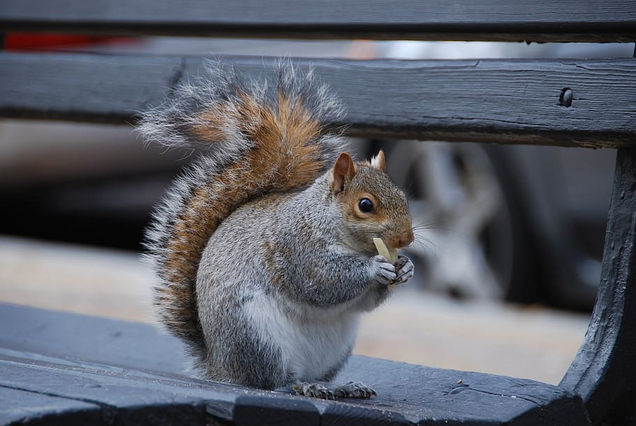 squirrel, pasta, macaroni, eat, animal, rodent, nature, wildlife HD wallpaper