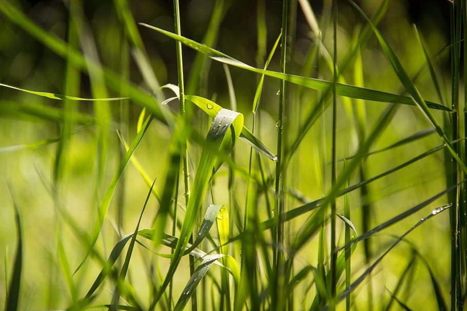 nature, grass, green, summer, spring, field, garden, natural HD wallpaper