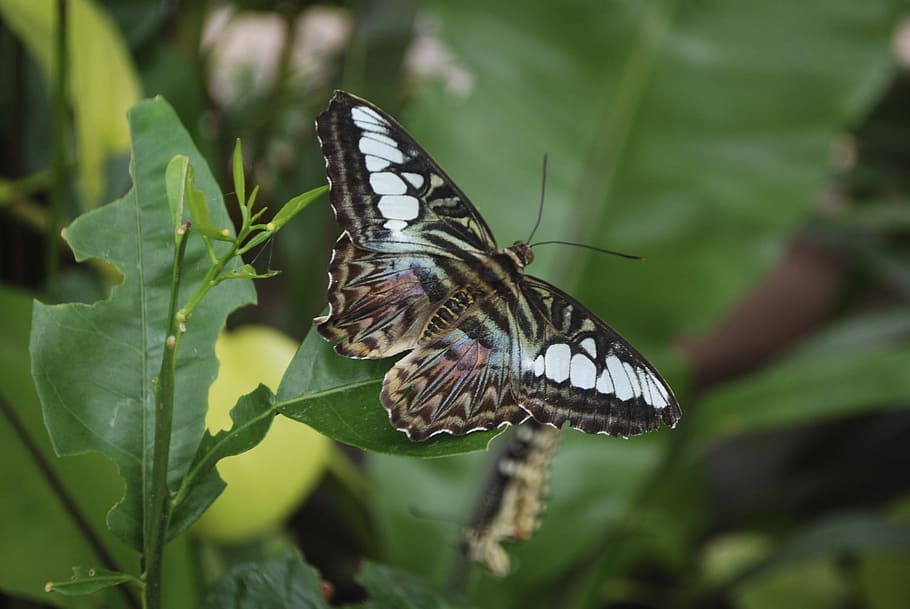 butterfly, leaf, wings, animal wildlife, animal themes, insect HD wallpaper