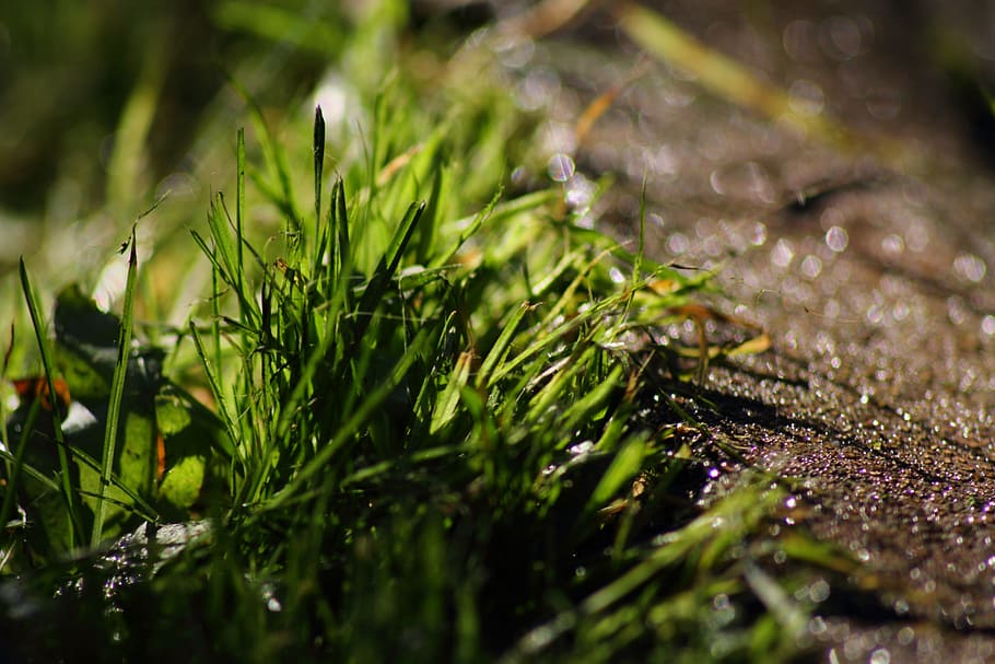 grass, stone, nature, green, plant, close, lichtspiel, garden HD wallpaper