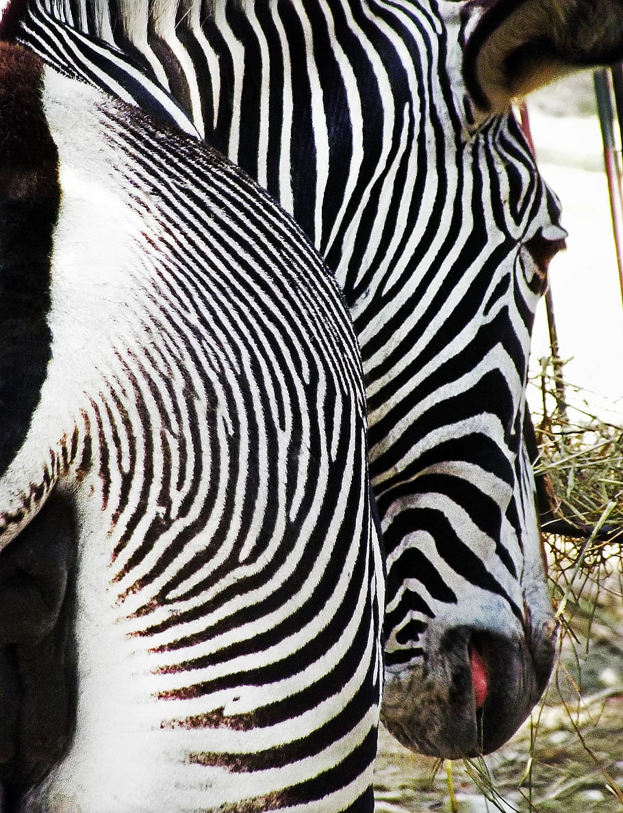 Zebra, Bar, Stripes, Stern, Black, White, sharp, head, animal HD wallpaper