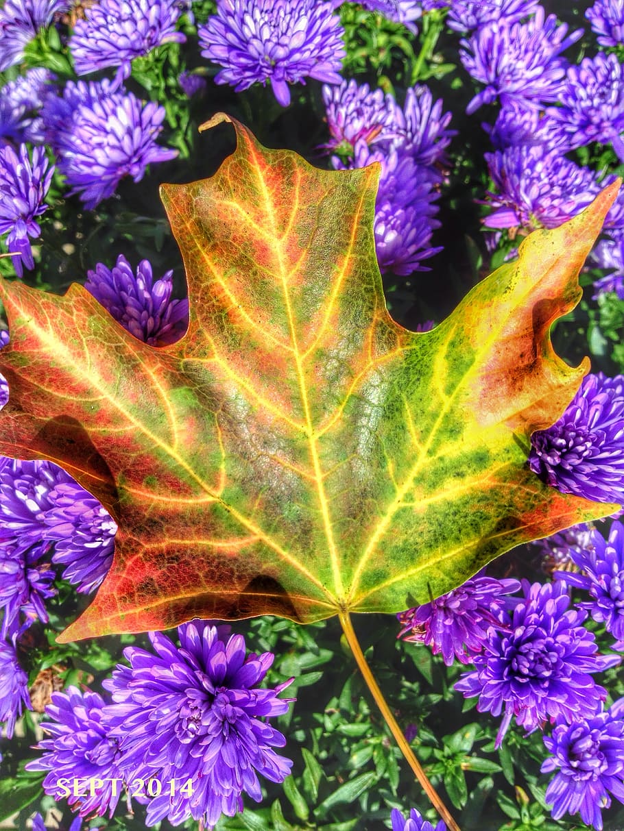 maple, leaf, fall, colour, autumn, nature, leaves, bright, september HD wallpaper