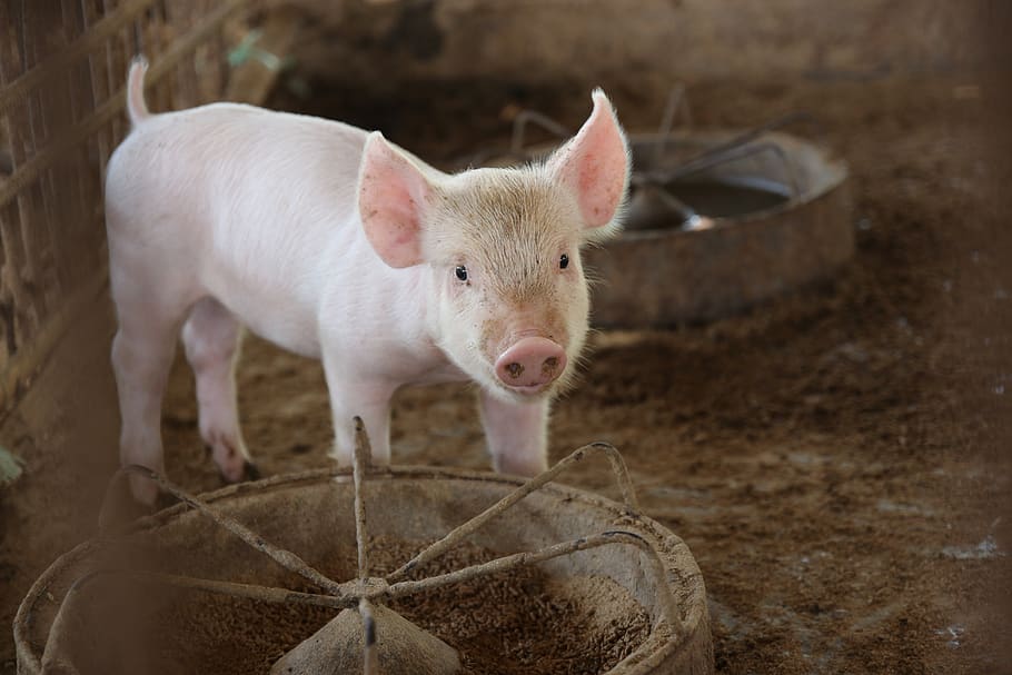pig, cute, animals, pigs, mammal, livestock, animal themes HD wallpaper