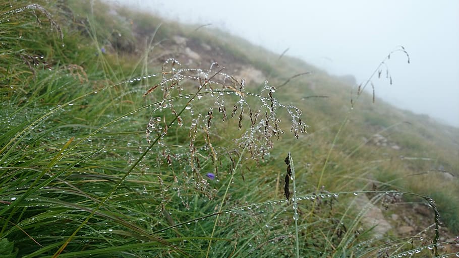 dew, grass, raindrop, water-drop, wet, landscape, meadow, macro HD wallpaper