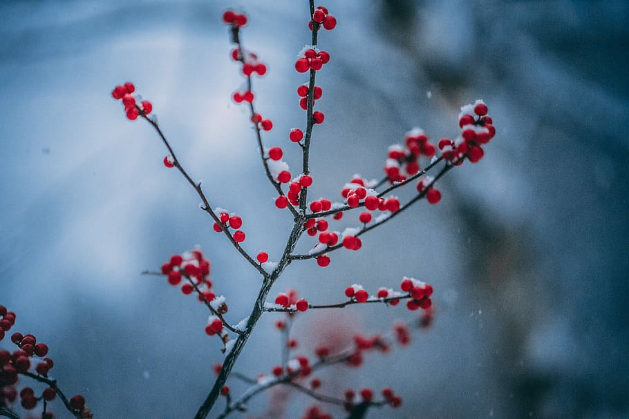 tilt-shift photography of red flowers, red cherry, berries, berry HD wallpaper