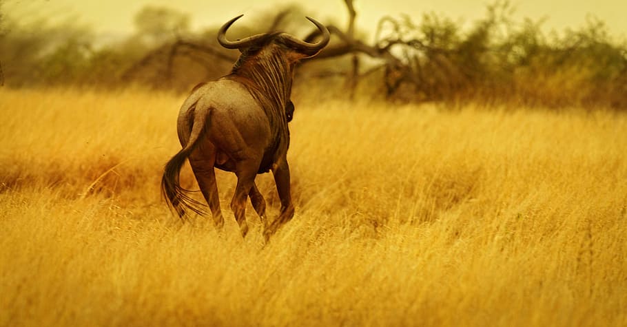 horned animal runs on field, wildebeest, gnu, reserve, wildlife HD wallpaper