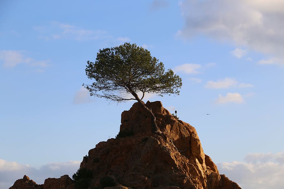tree, soledad, force, sky, rock, cloud - sky, rock - object HD wallpaper
