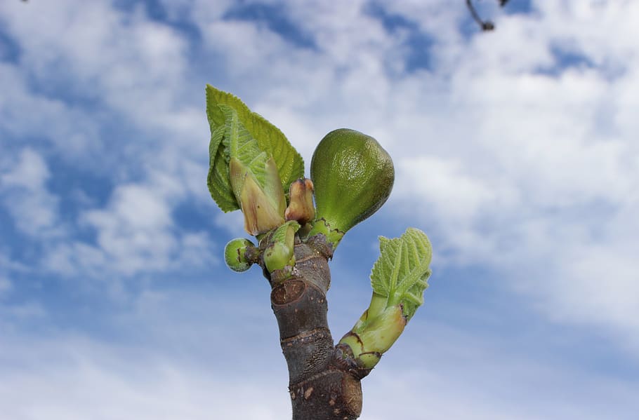 fig, bud, spring, cloud - sky, growth, nature, green color HD wallpaper