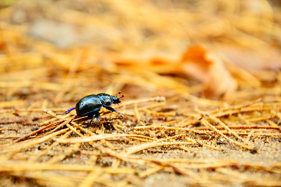Black Bug Macro Photography, beetle, close-up, insect, wild animal HD wallpaper