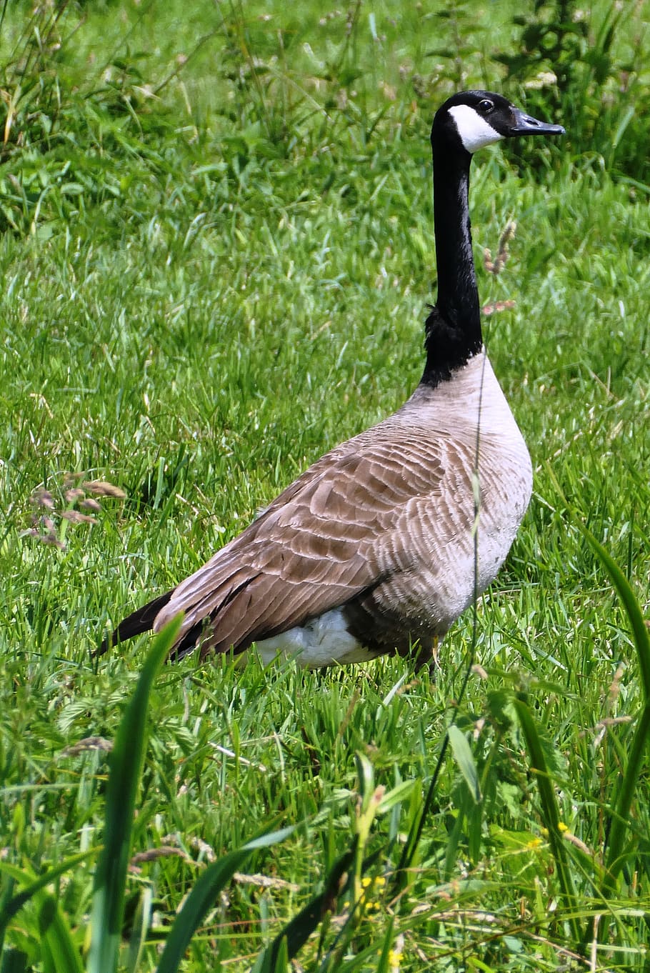 canadian goose, pasture, waterfowl, geese, grass, feathers, HD wallpaper