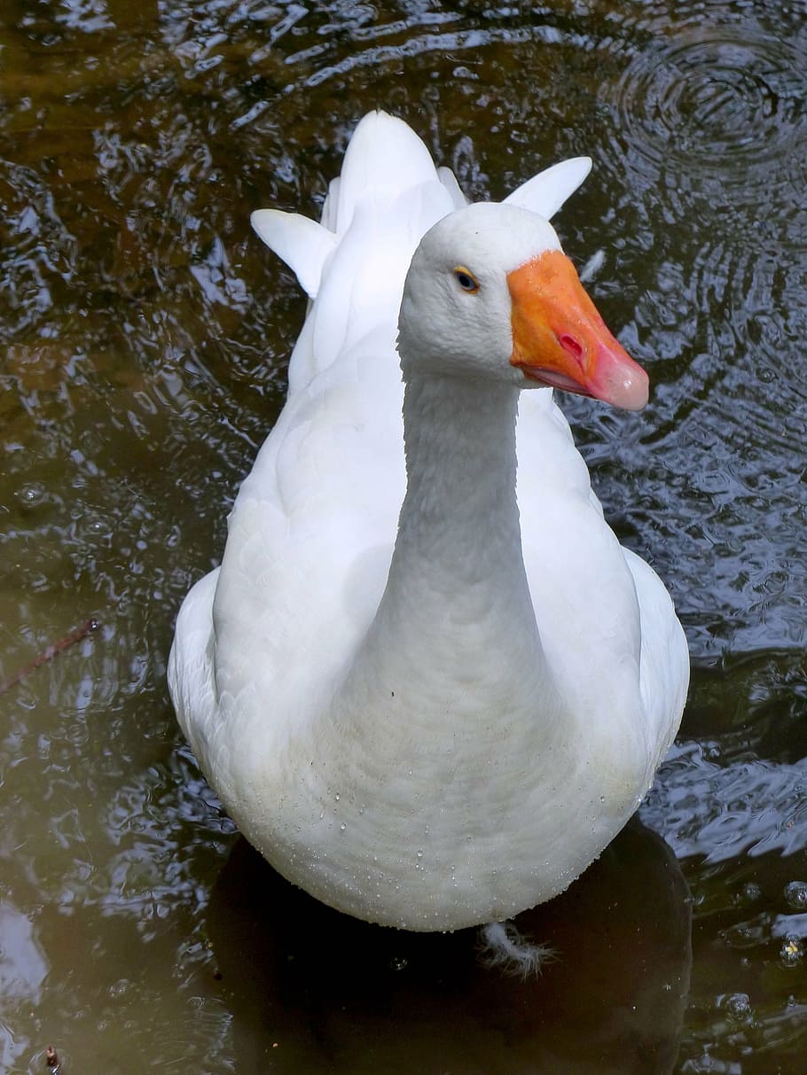 goose, lake, white, river, bird, nature, animal, pond, water HD wallpaper