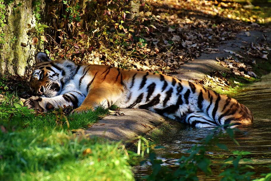 tiger, predator, fur, beautiful, dangerous, cat, wildlife photography HD wallpaper