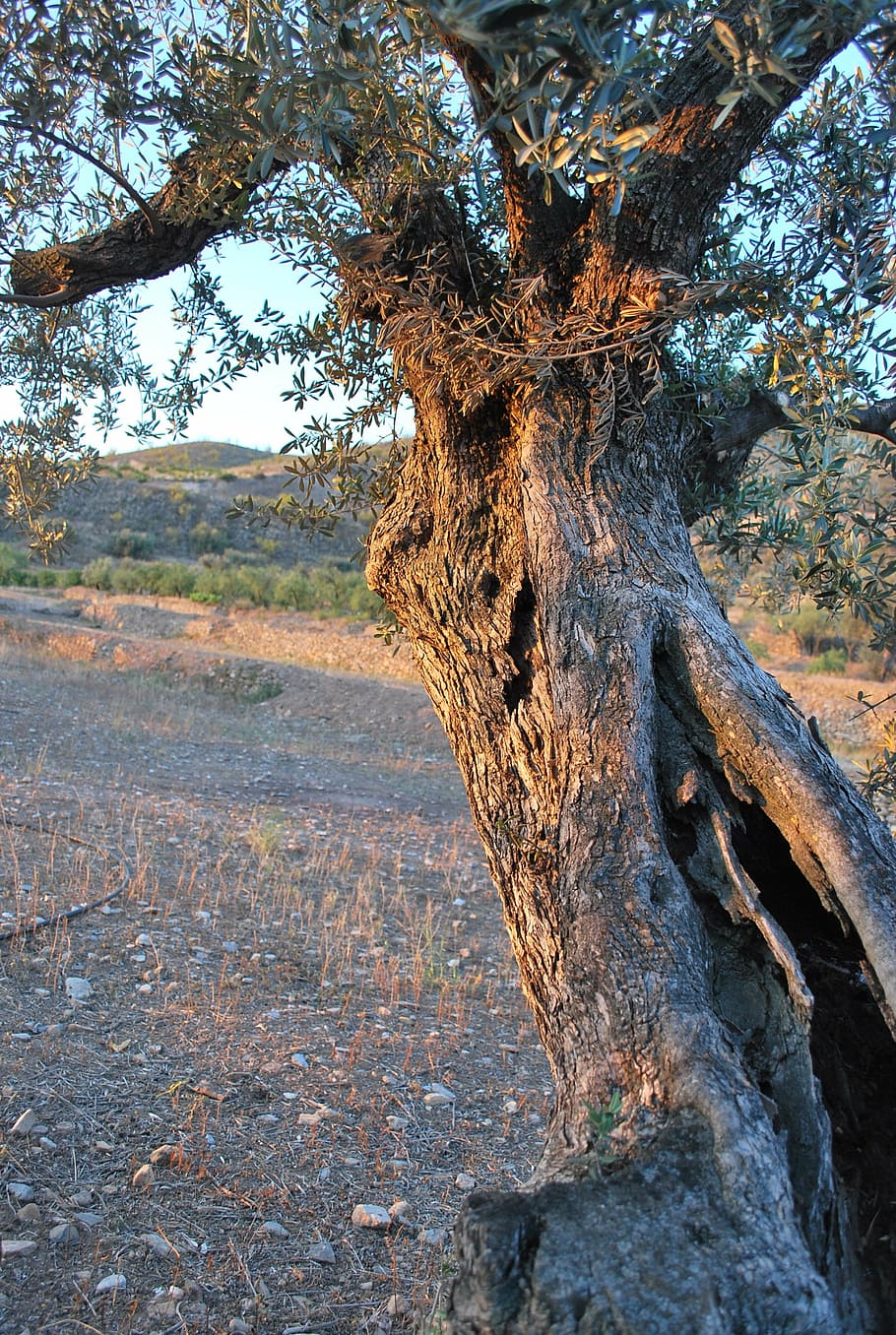 tree, olive, sun, plant, tree trunk, land, nature, day, tranquility HD wallpaper