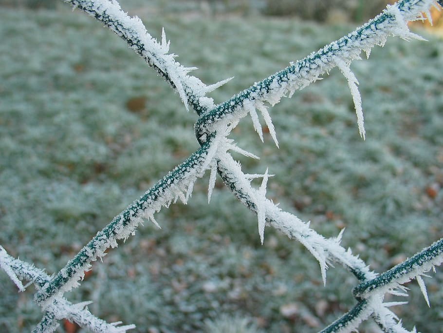fence, frost, winter, cold, frozen, wire mesh, wire fence, barbed Wire HD wallpaper