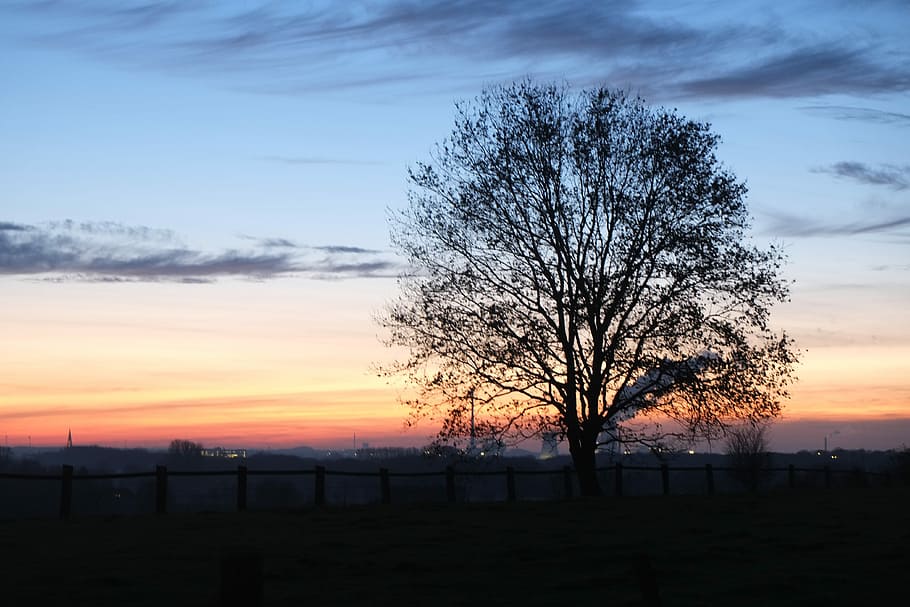 Münster, Sunset, Tree, Evening Sun, silhouette, cloud - sky HD wallpaper