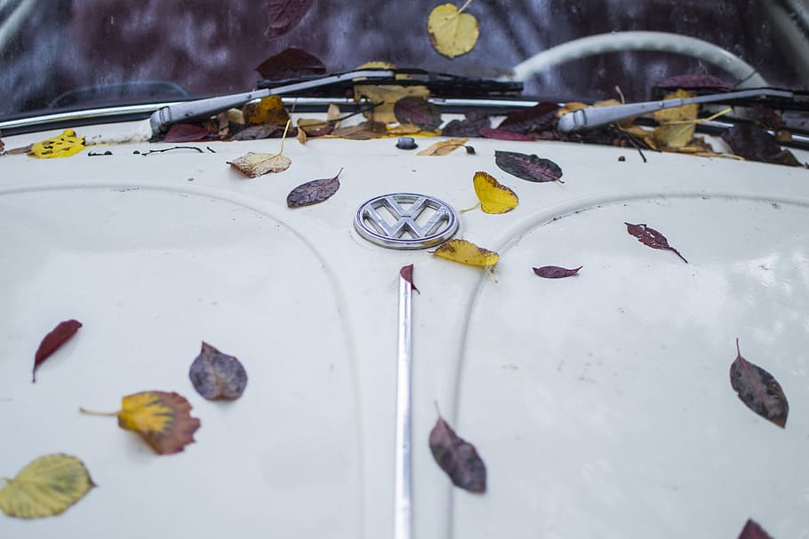 leaves, car, leaf, green, symbol, volkswagen, autumn, vibes
