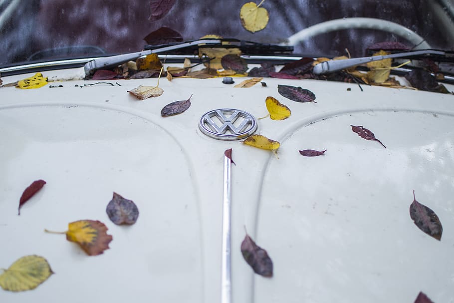 leaves, car, leaf, green, symbol, volkswagen, autumn, vibes HD wallpaper