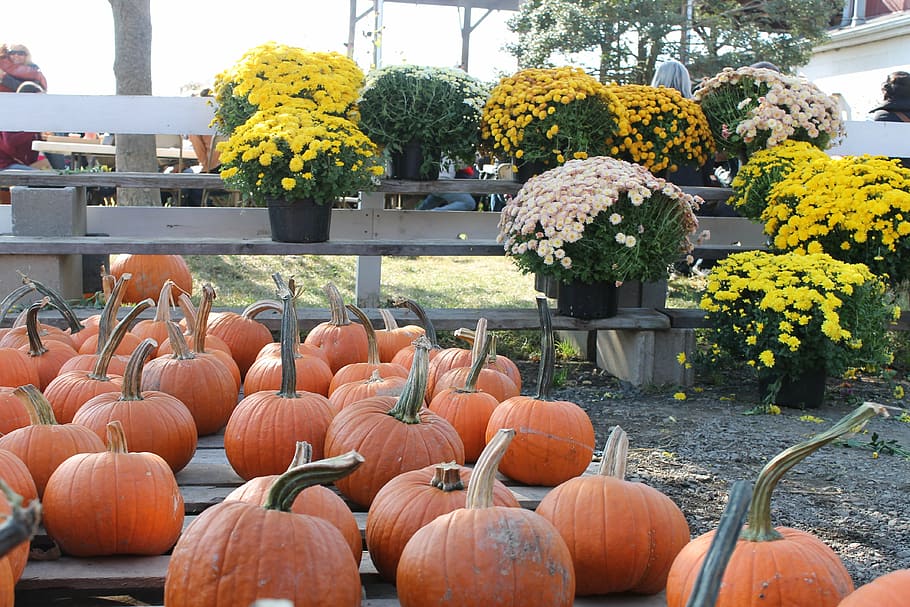 pumpkin, flowers, orange, fall, holiday, thanksgiving, season HD wallpaper