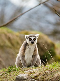 lemure, zoo, ring tailed lemur, tiergarten, animals in the wild HD wallpaper