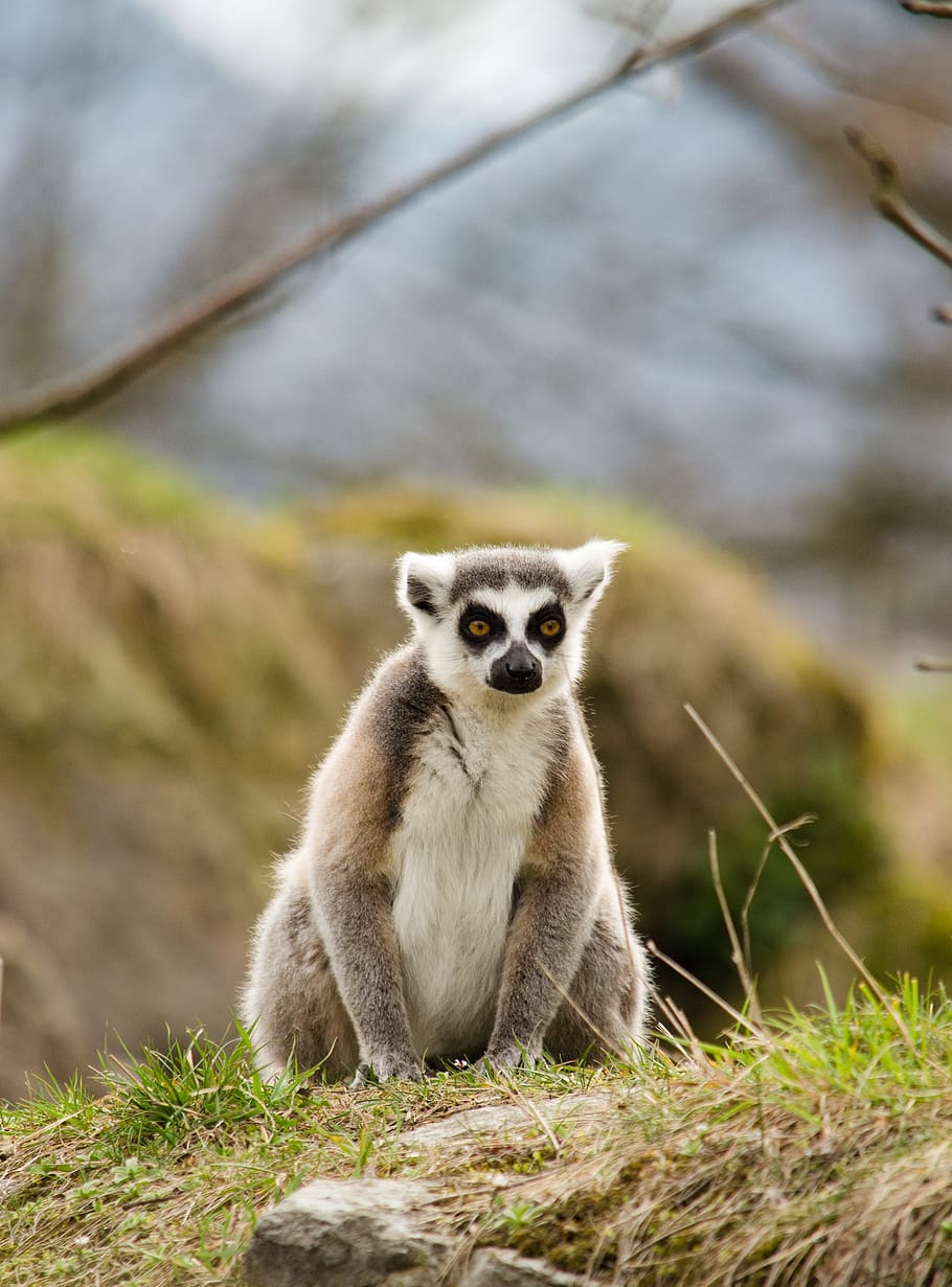 lemure, zoo, ring tailed lemur, tiergarten, animals in the wild HD wallpaper