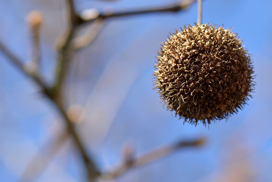 branches, nature, tree, air, plant, flower, close-up, flowering plant HD wallpaper