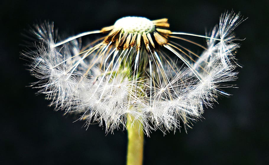 Dandelion, Black, White, Nature, green, flower, fragility, softness HD wallpaper